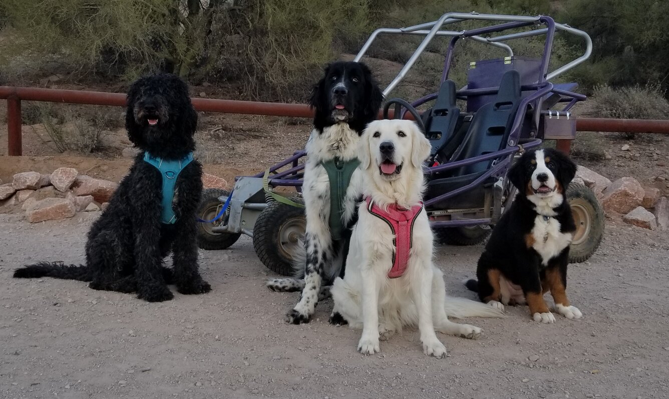 Image of dogs lying in grass